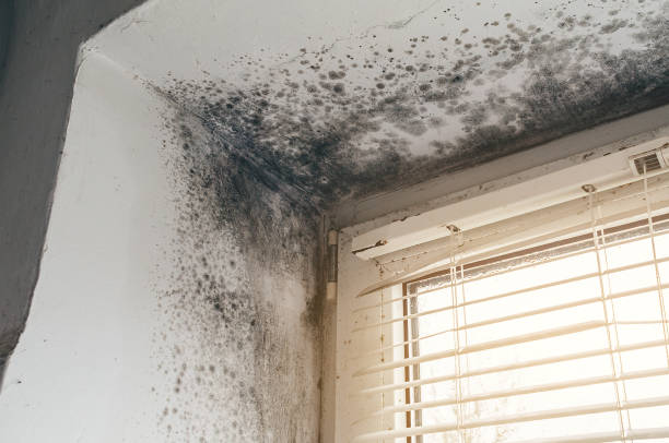 Affordable Mold Removal solutions in Clearville, PA